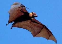 在中國古代文化中，蝙蝠代表了福氣，也許這就是有人要吃它的原因