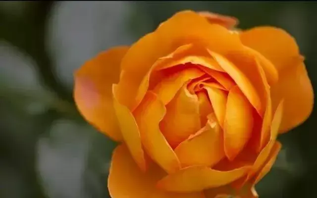 玫瑰品種科普，你都認識嗎？