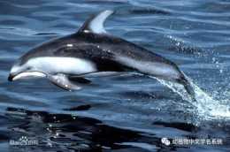 哺乳動物中文學名（3）：鯨豚目